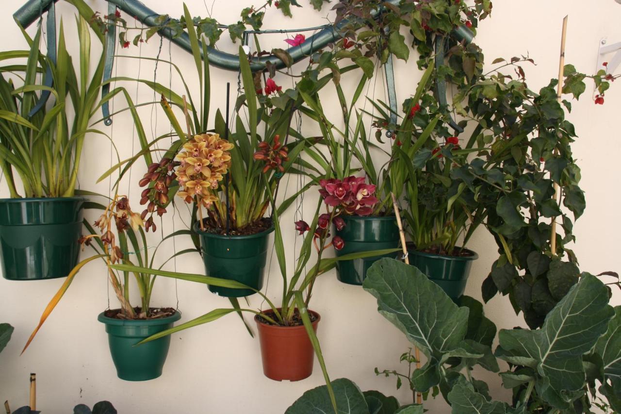House Of Orchids With Patio Daire Vila Real de Santo António Dış mekan fotoğraf
